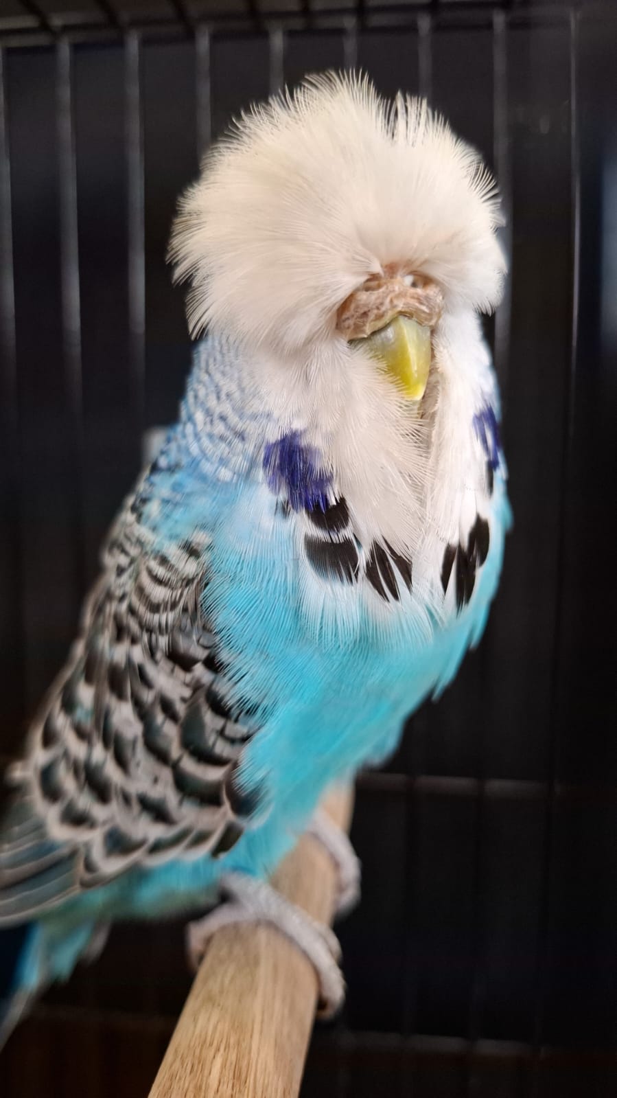 Willrich Aviaries CC Best Skyblue on Show