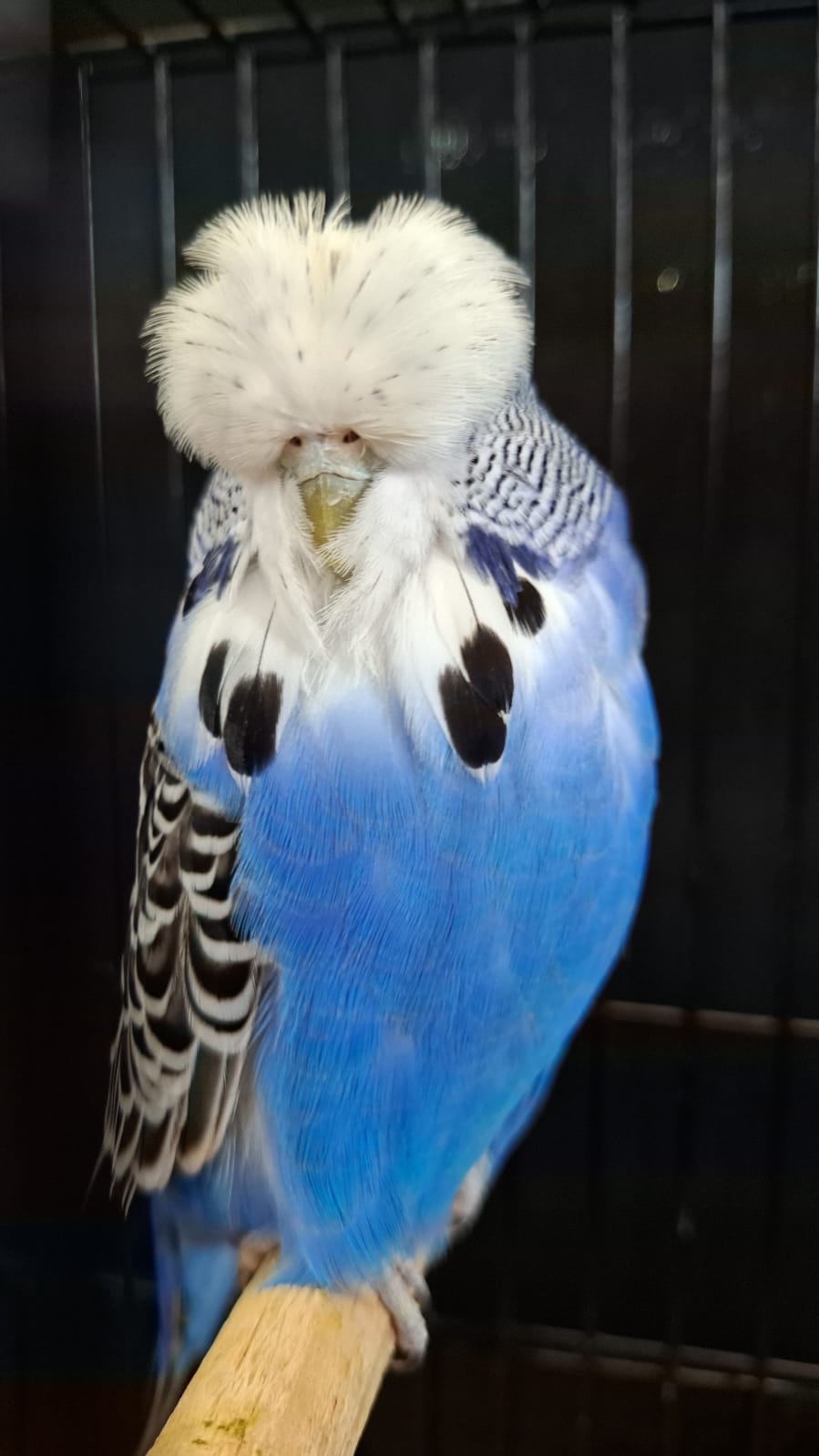 Nel Brothers Stud CC Best Violet on Show