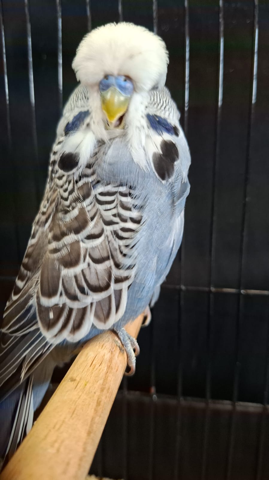 van der Heever Stud CC Best Olive Green and Mauve on Show