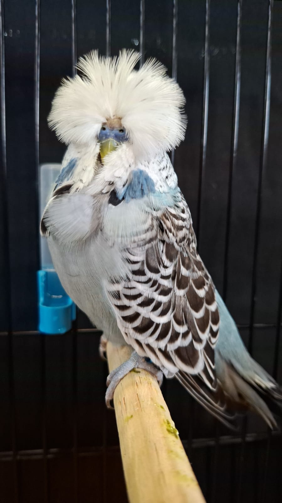 Willrich Aviaries CC Best Grey on Show