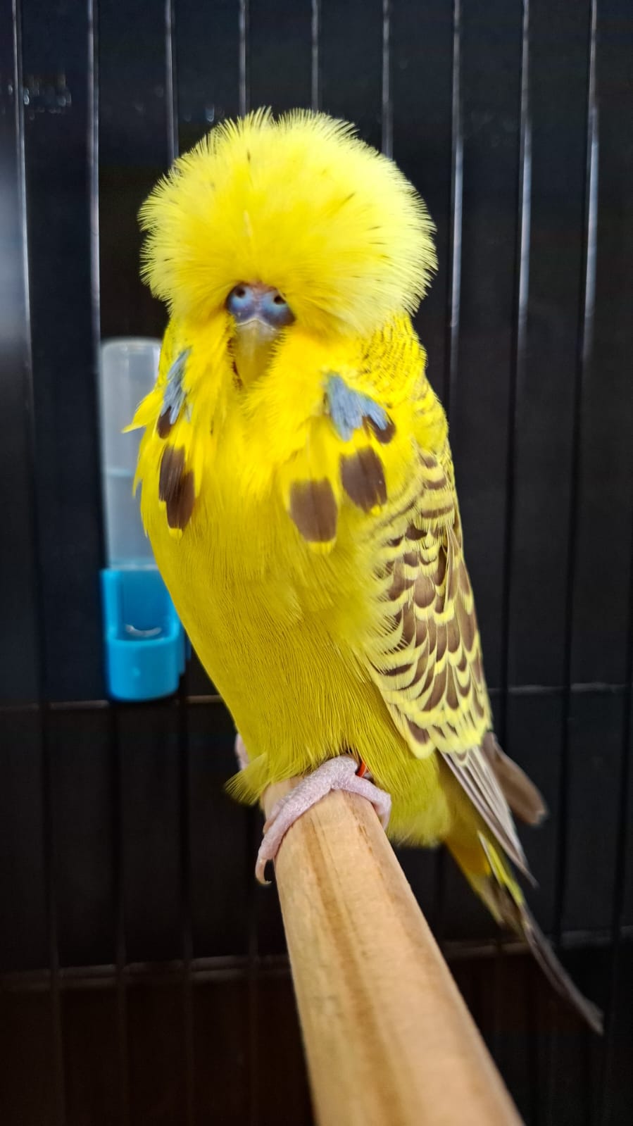 Willrich Aviaries CC Best Cinnamon Grey Green on Show