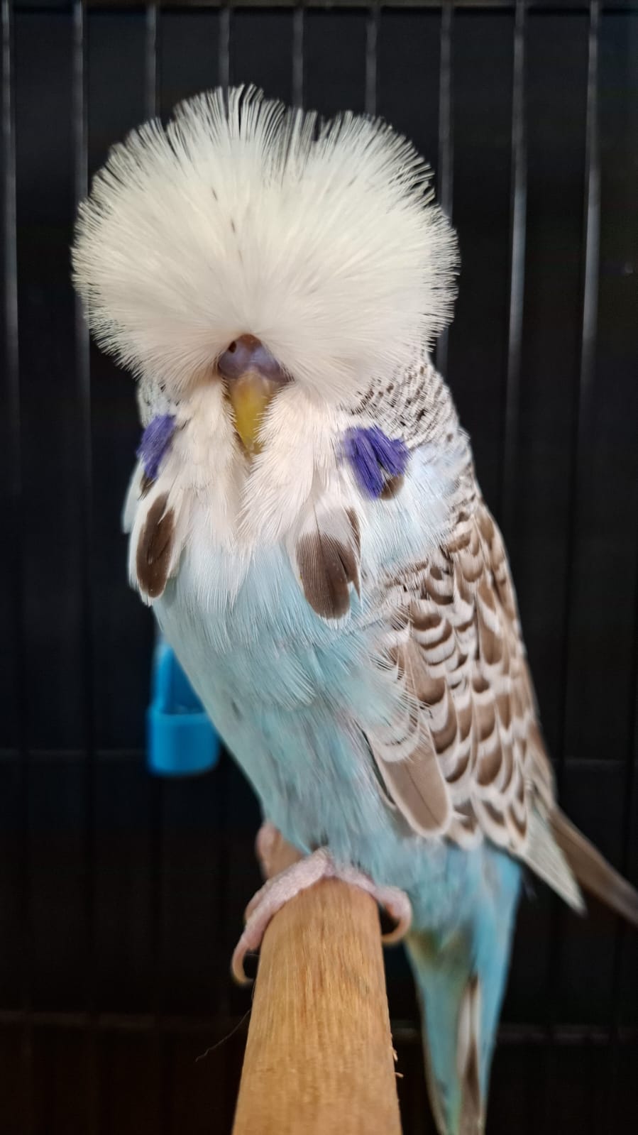 Pierre Swart CC Best Cinnamon Blue Series on Show