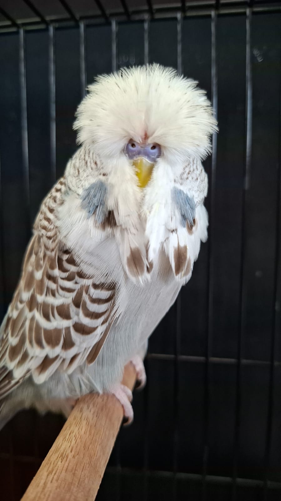 Willrich Aviaries CC Best Cinnamon Grey on Show