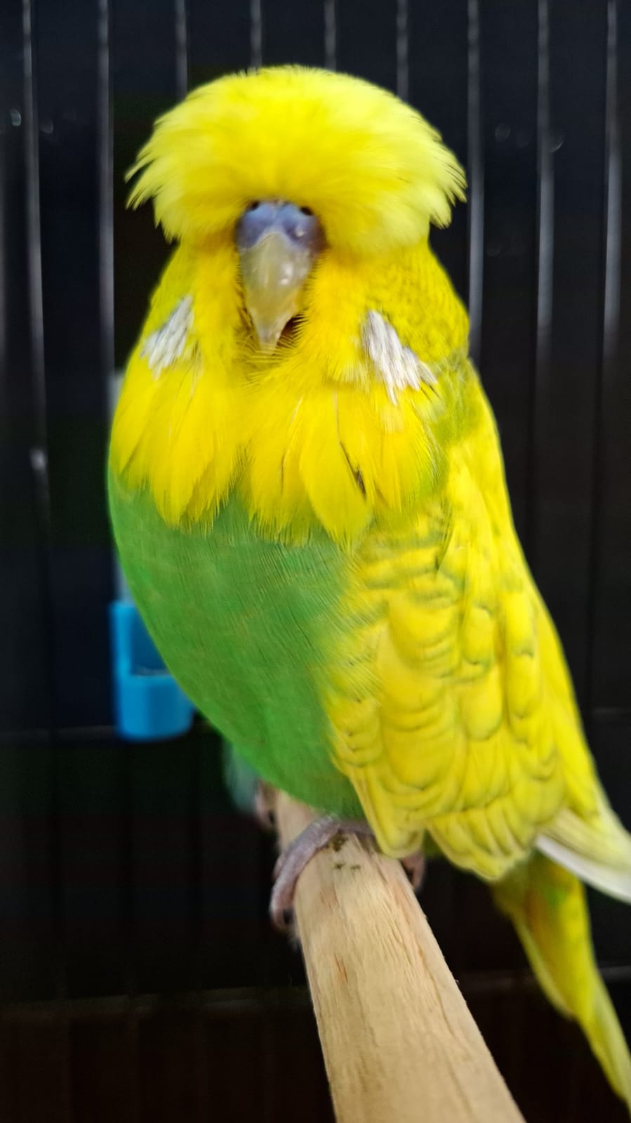 Nel Brothers Stud CC Best Spangle Green Series on Show