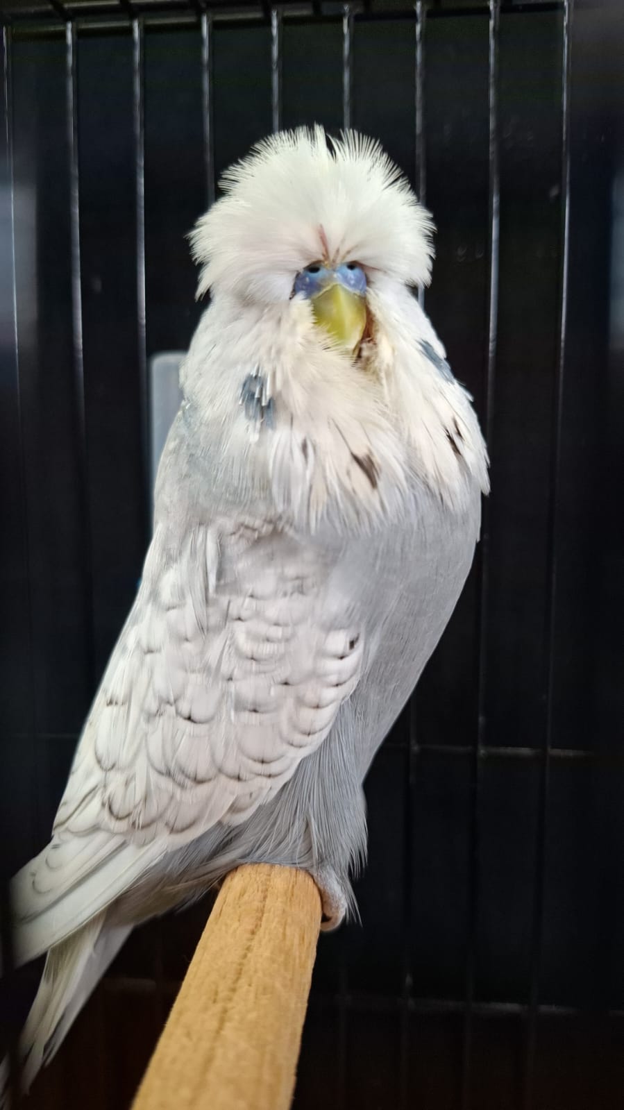 Deon Davie CC Best Spangle Blue Series on Show