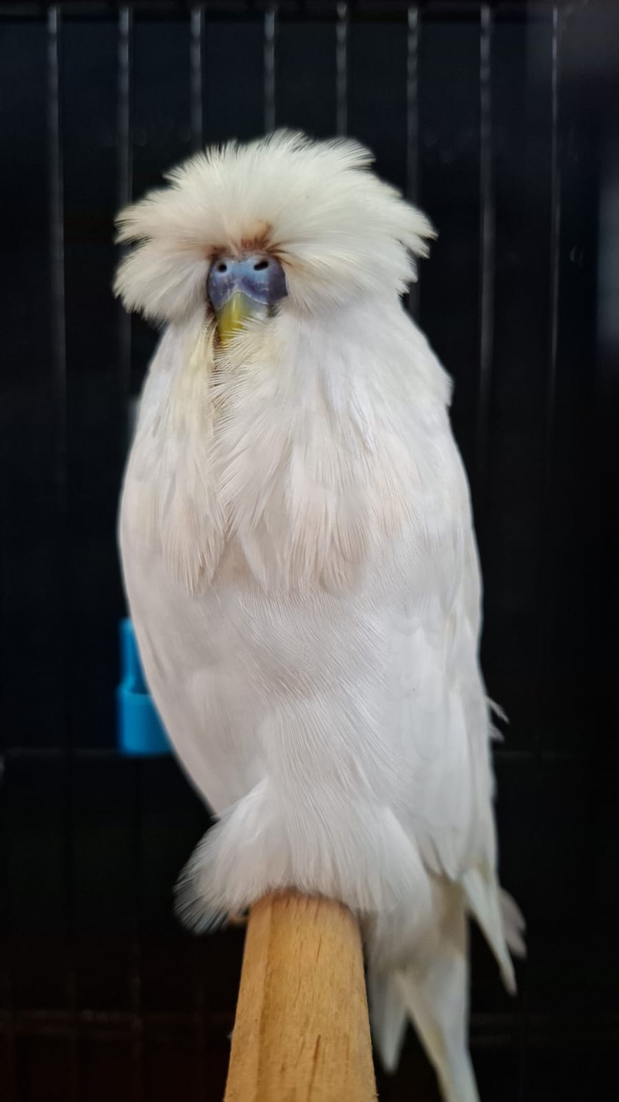 Young Blood Aviaries CC Best Double Factor Spangle on Show