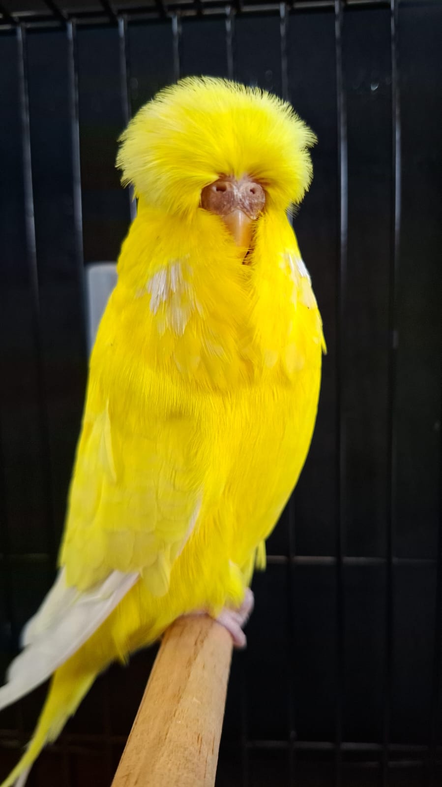 Deon Davie CC Best Lutino on Show