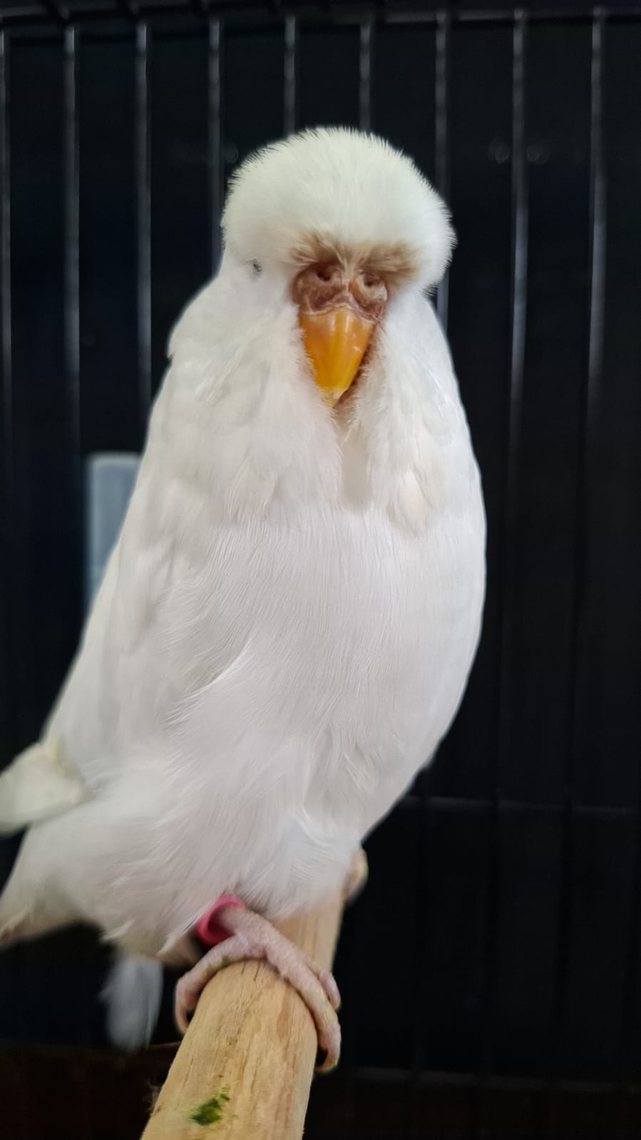 van Vuuren Aviaries CC Best Albino on Show