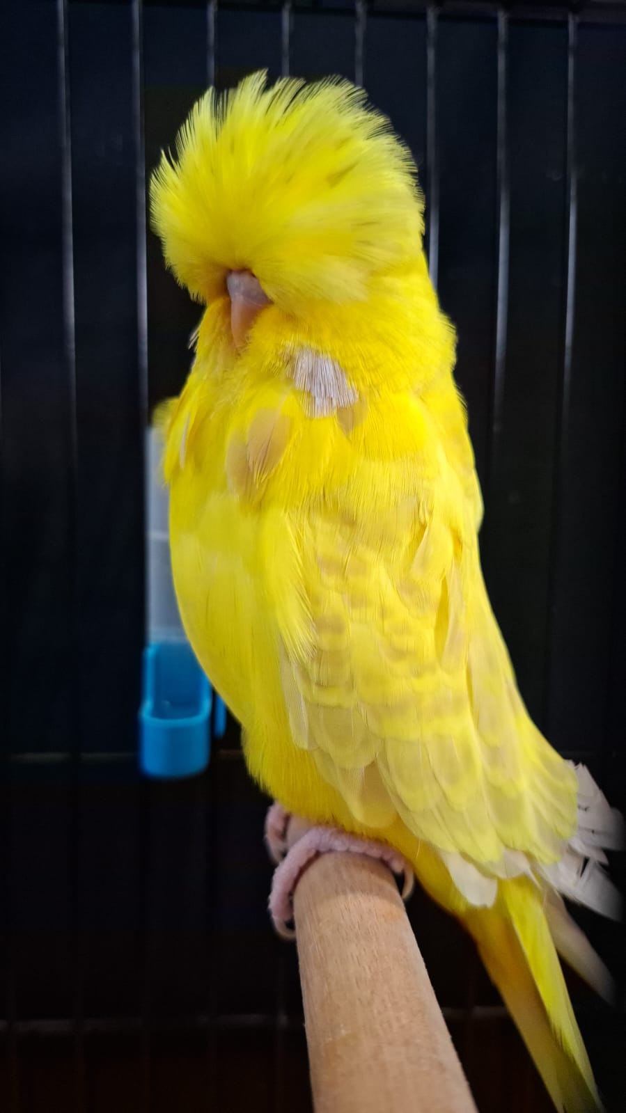 Pierre Swart CC Best Lacewing on Show