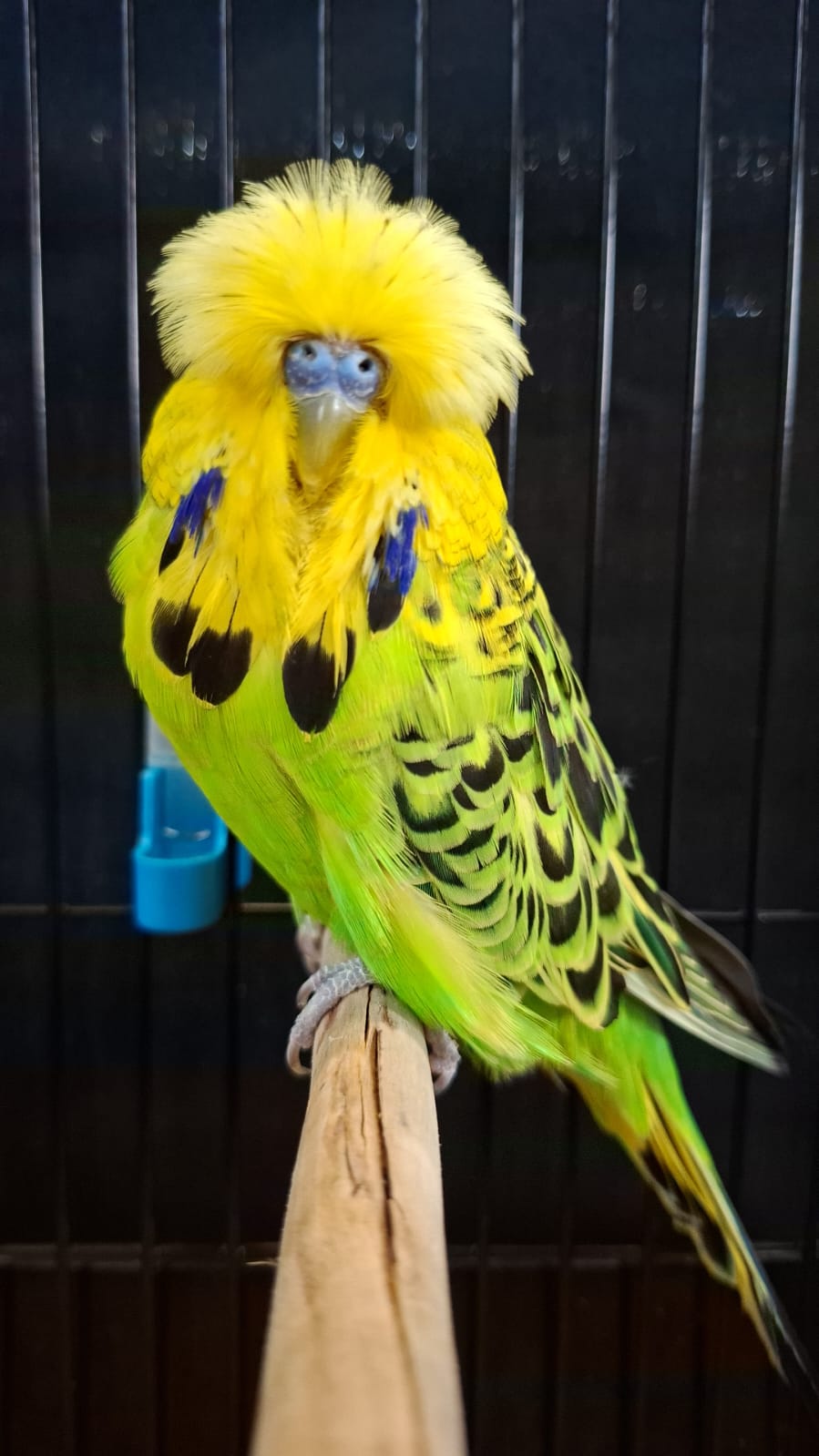 Pierre Swart CC Best Opaline Green Series on Show