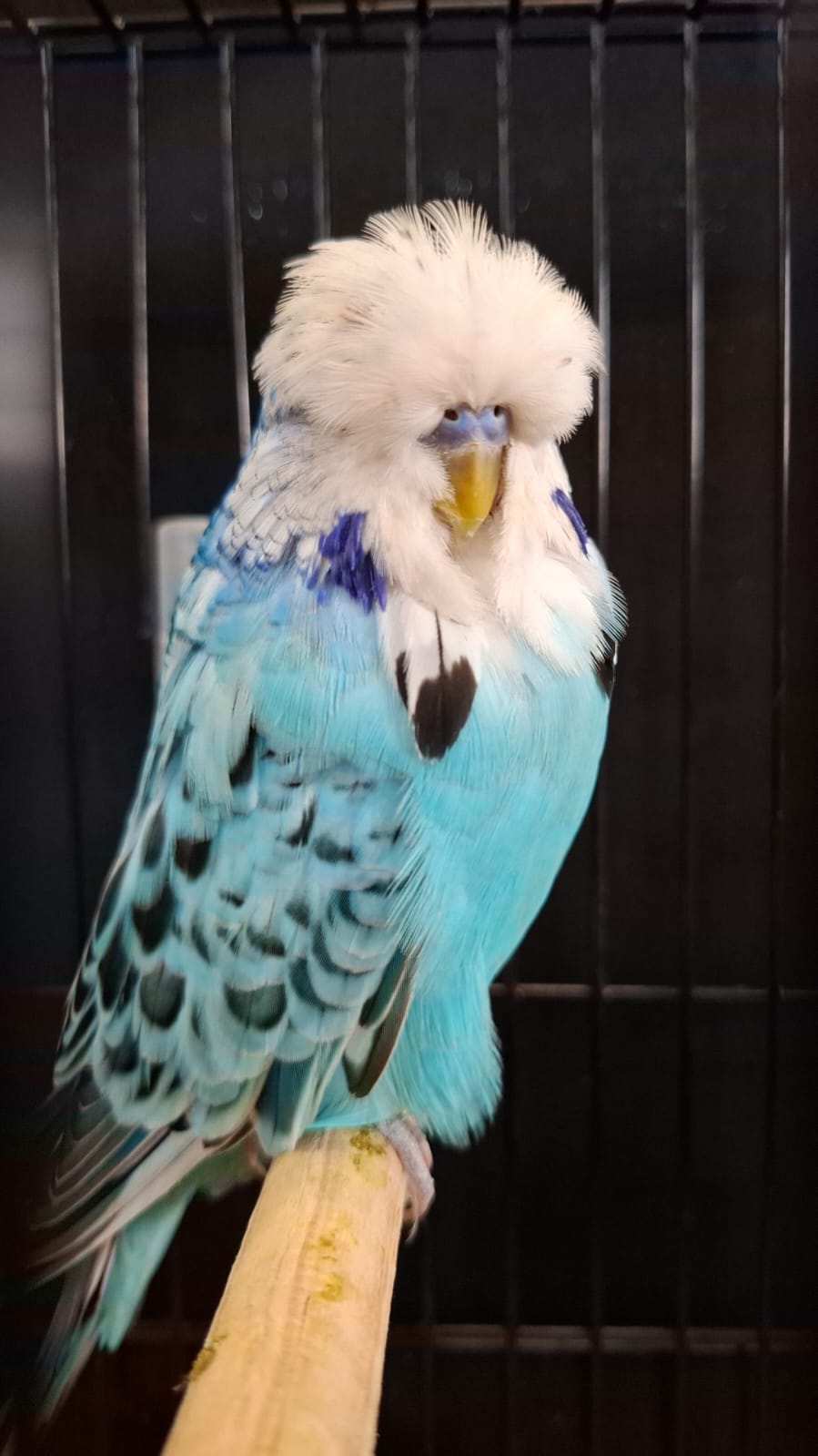 Nel Brothers Stud CC Best Opaline Blue Series on Show