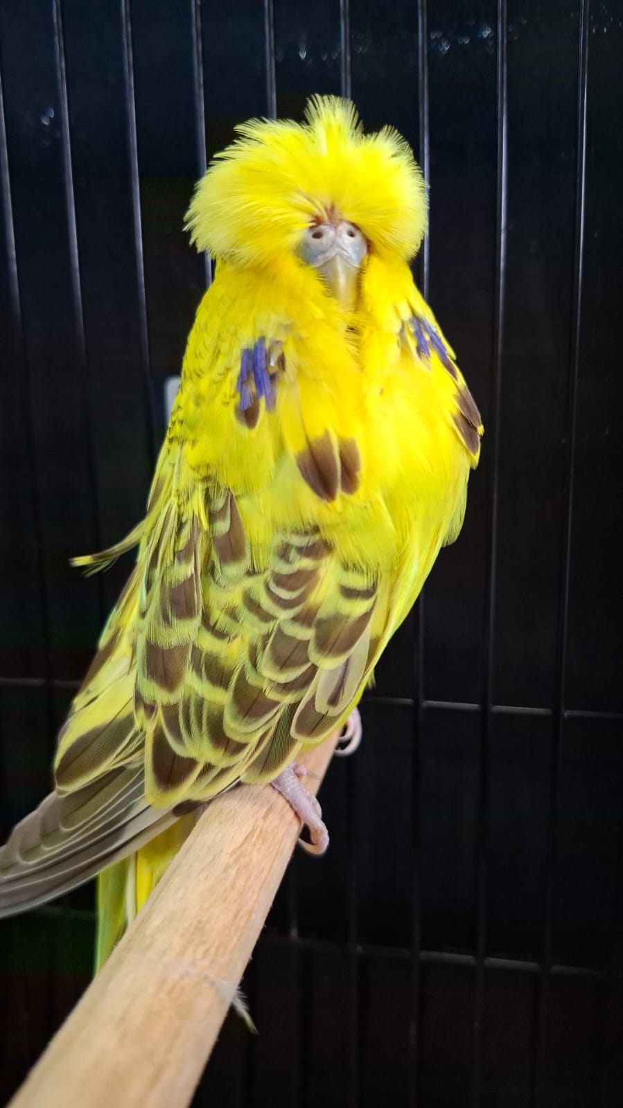 Pierre Swart CC Best Opaline Cinnamon Green on Show