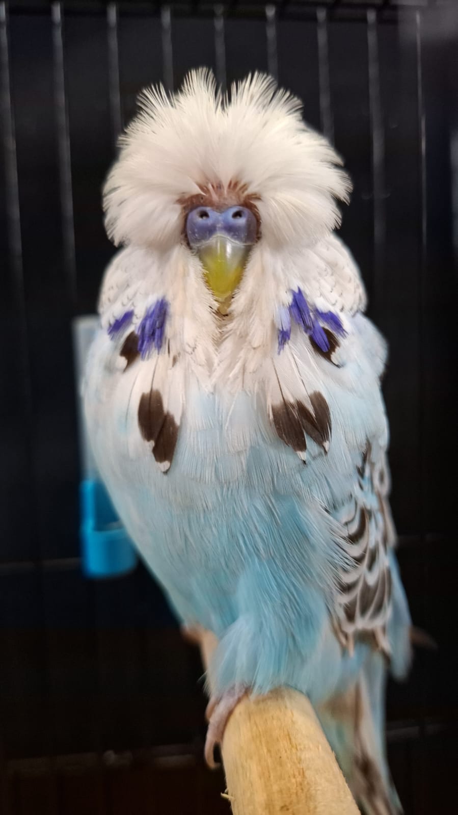 Pierre Swart CC Best Opaline Cinnamon Blue on Show