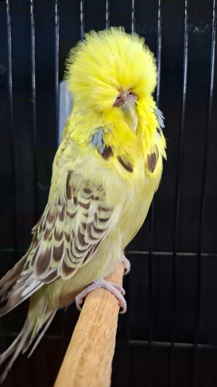 Deon Davie CC Best Golden Face on Show