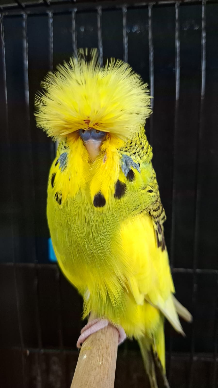 Olivier Aviaries CC Best Dominant Pied on Show