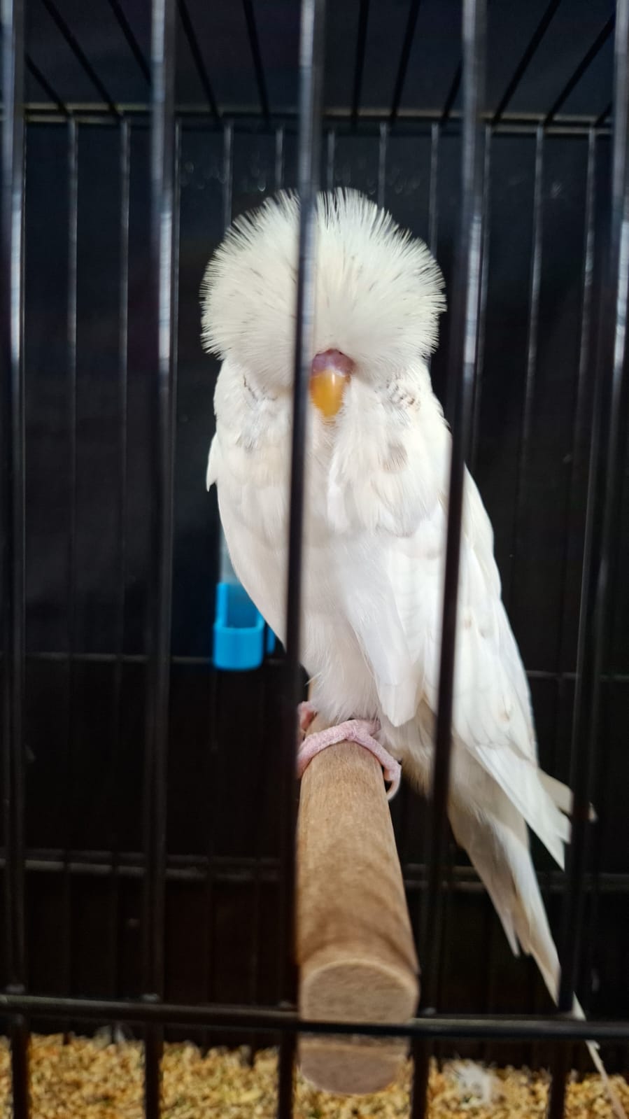 Borcherds Stud CC Best Recessive Pied on Show