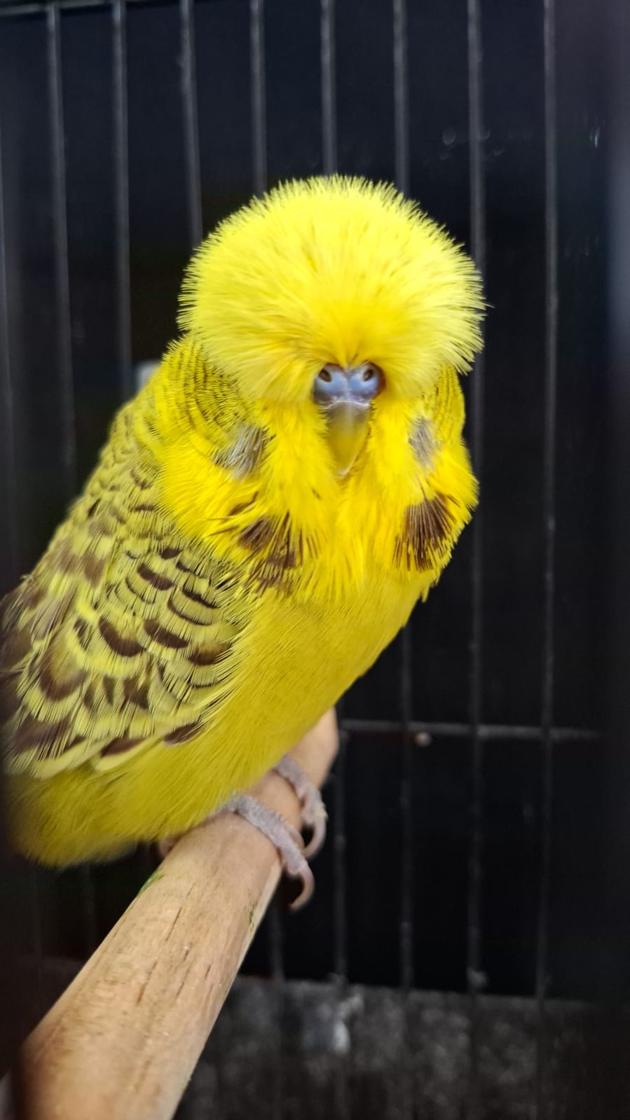 Olivier Aviaries CC Best Easley Clearbody on Show