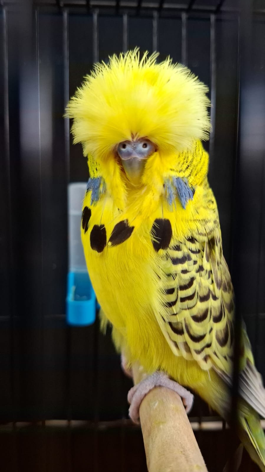 Pierre Swart CC Best Texas Clearbody on Show