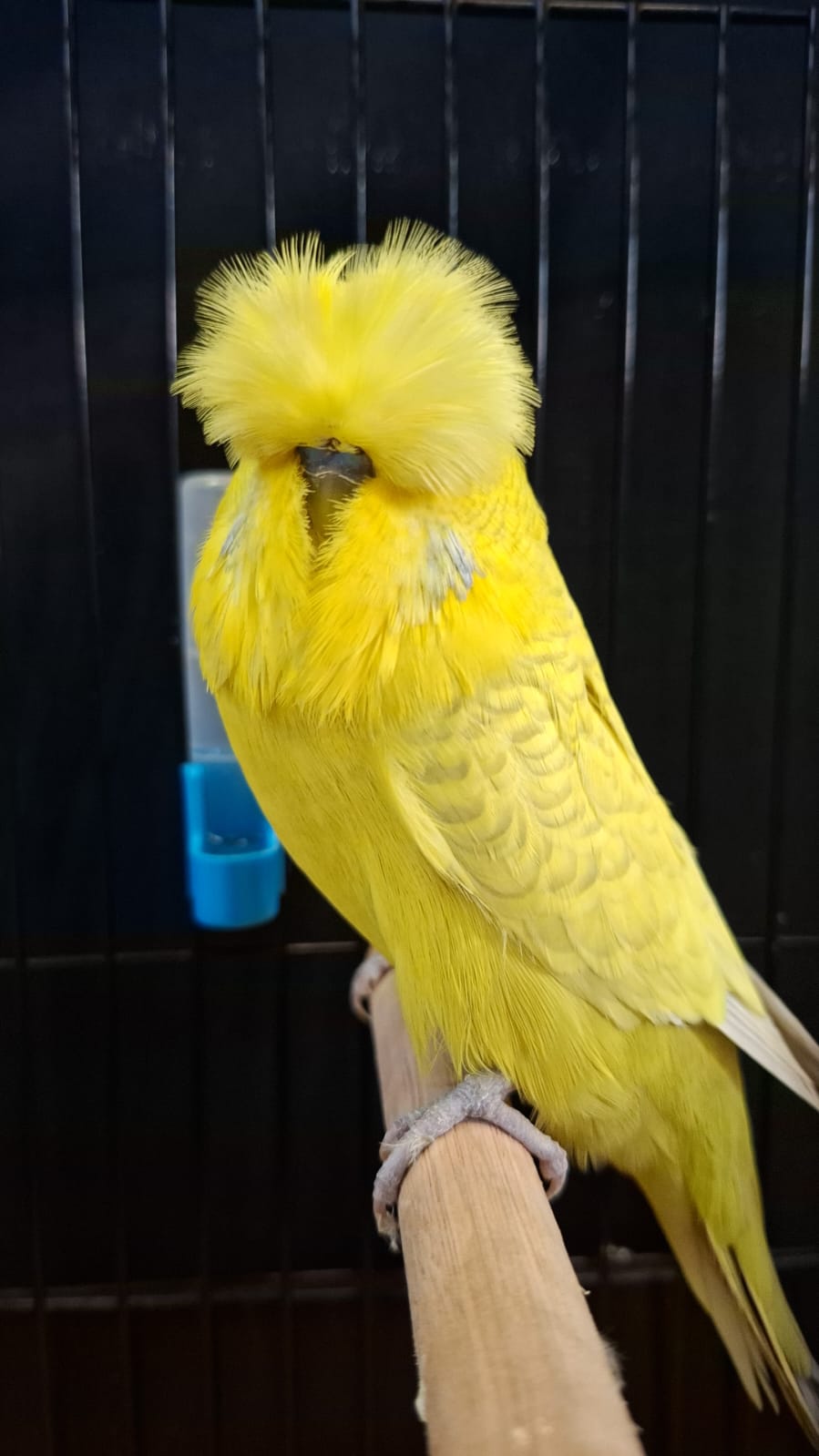van Rooy Aviaries CC Best Yellow & White Suffused on Show