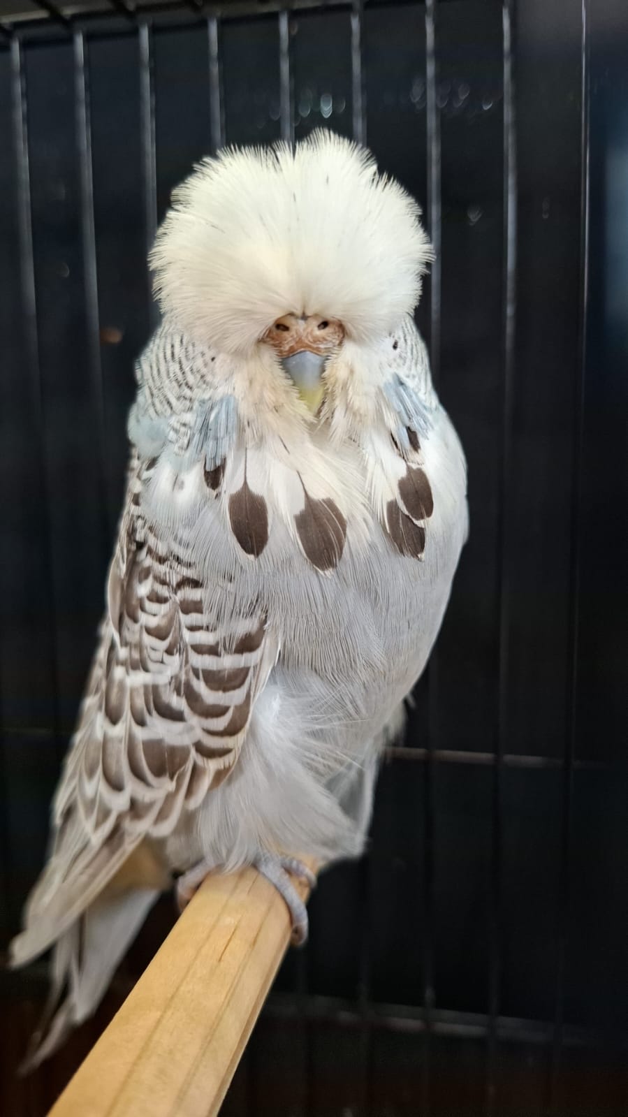 Deon Davie CC Best Greywing on Show