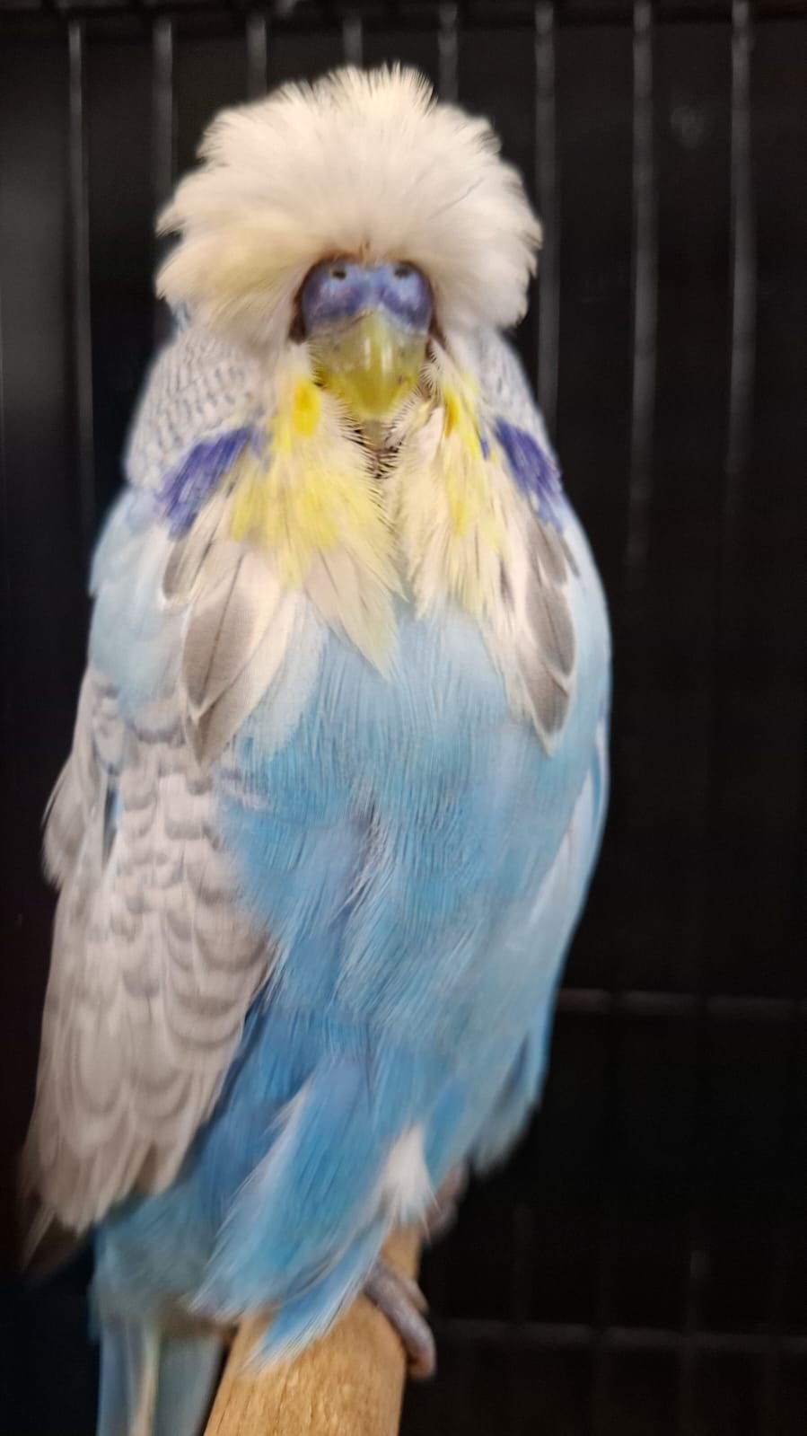 Resplendent Bird Aviaries CC Best Clearwing on Show