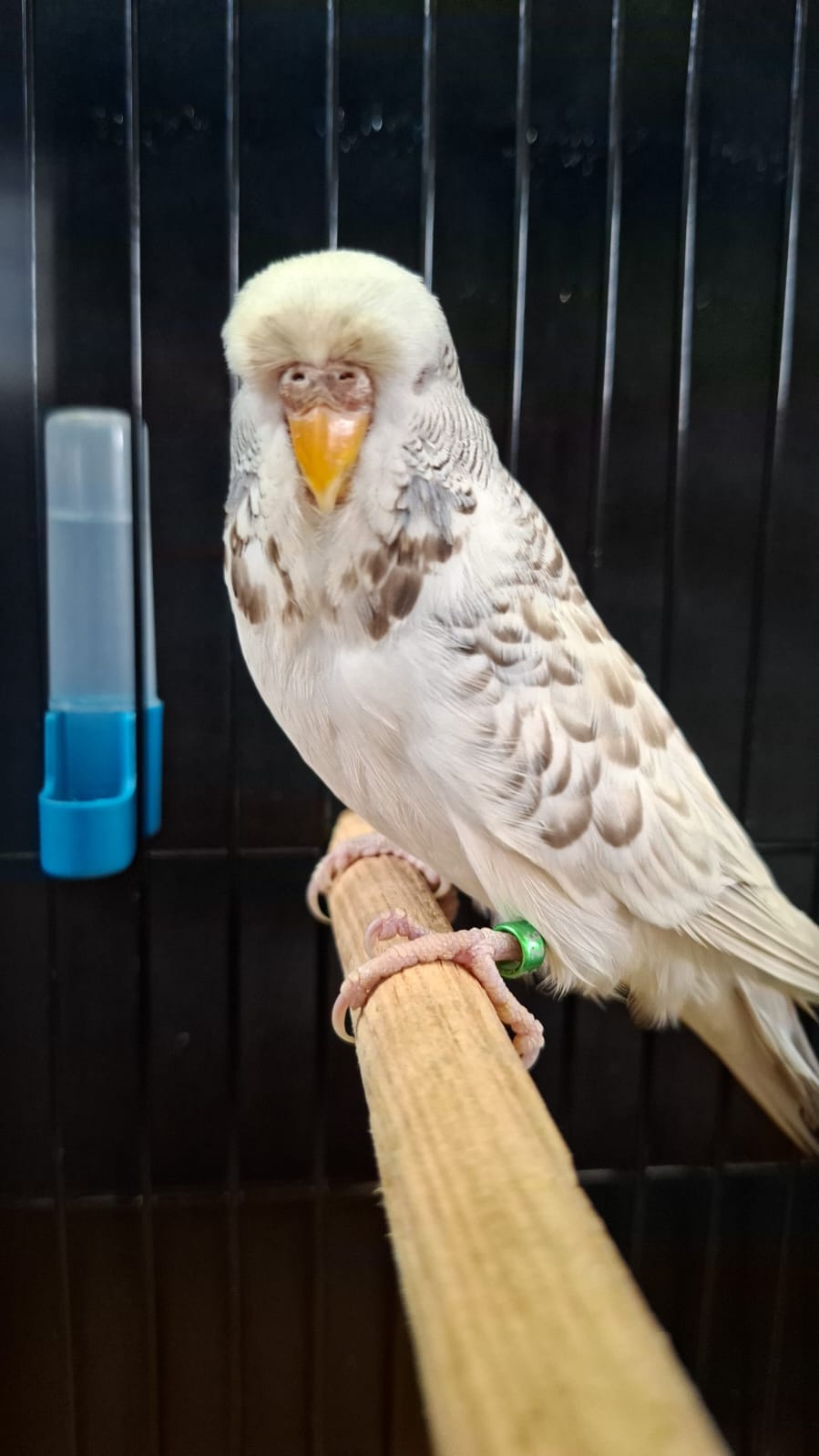 van Vuuren Aviaries CC Best Fallow on Show