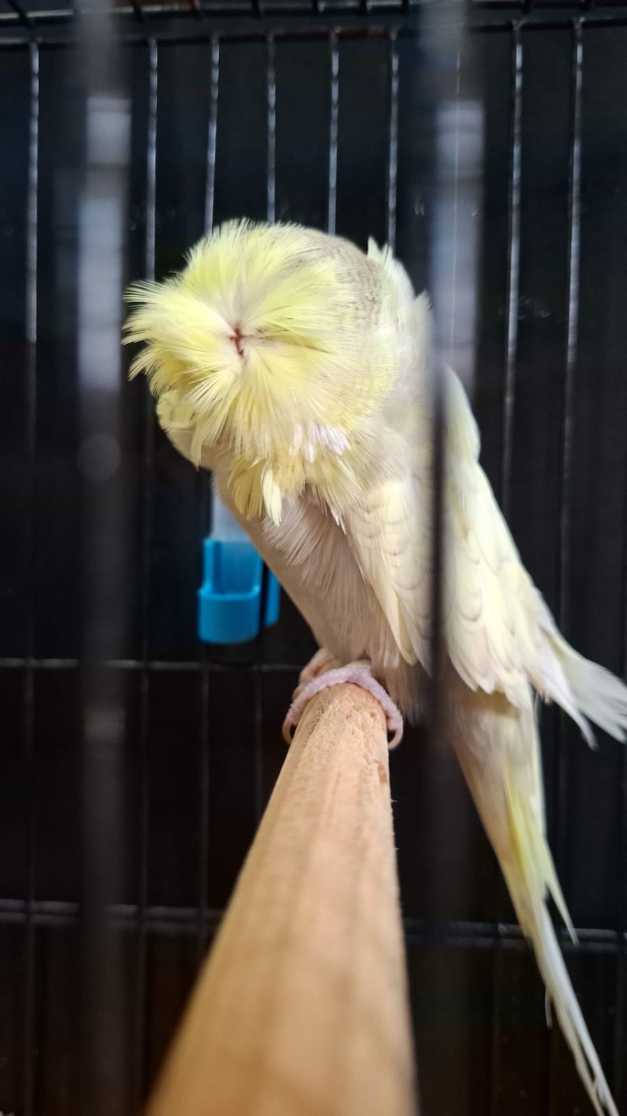 Molkentin Stud CC Best Crested on Show