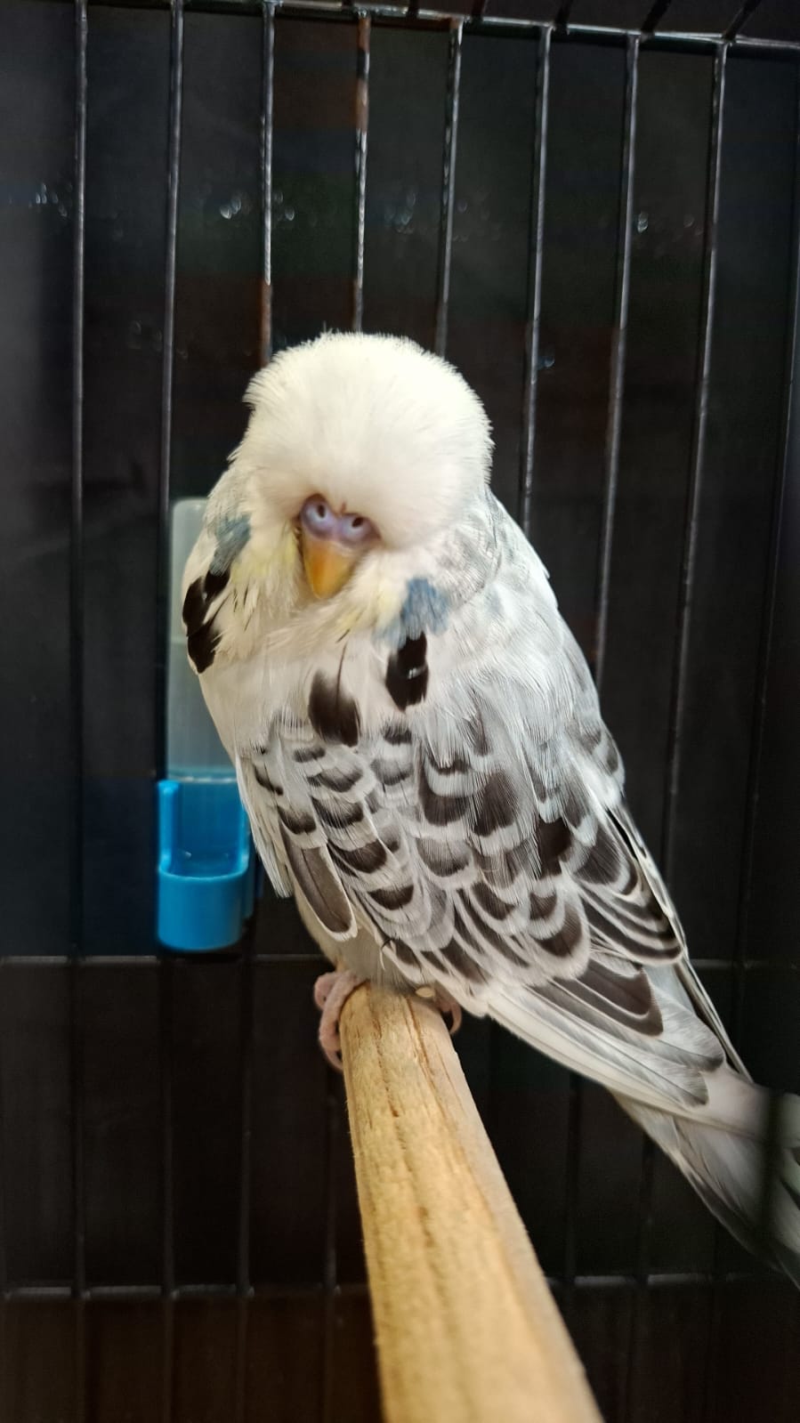 Resplendent Bird Aviaries CC Best Any Other Colour or Variety on Show