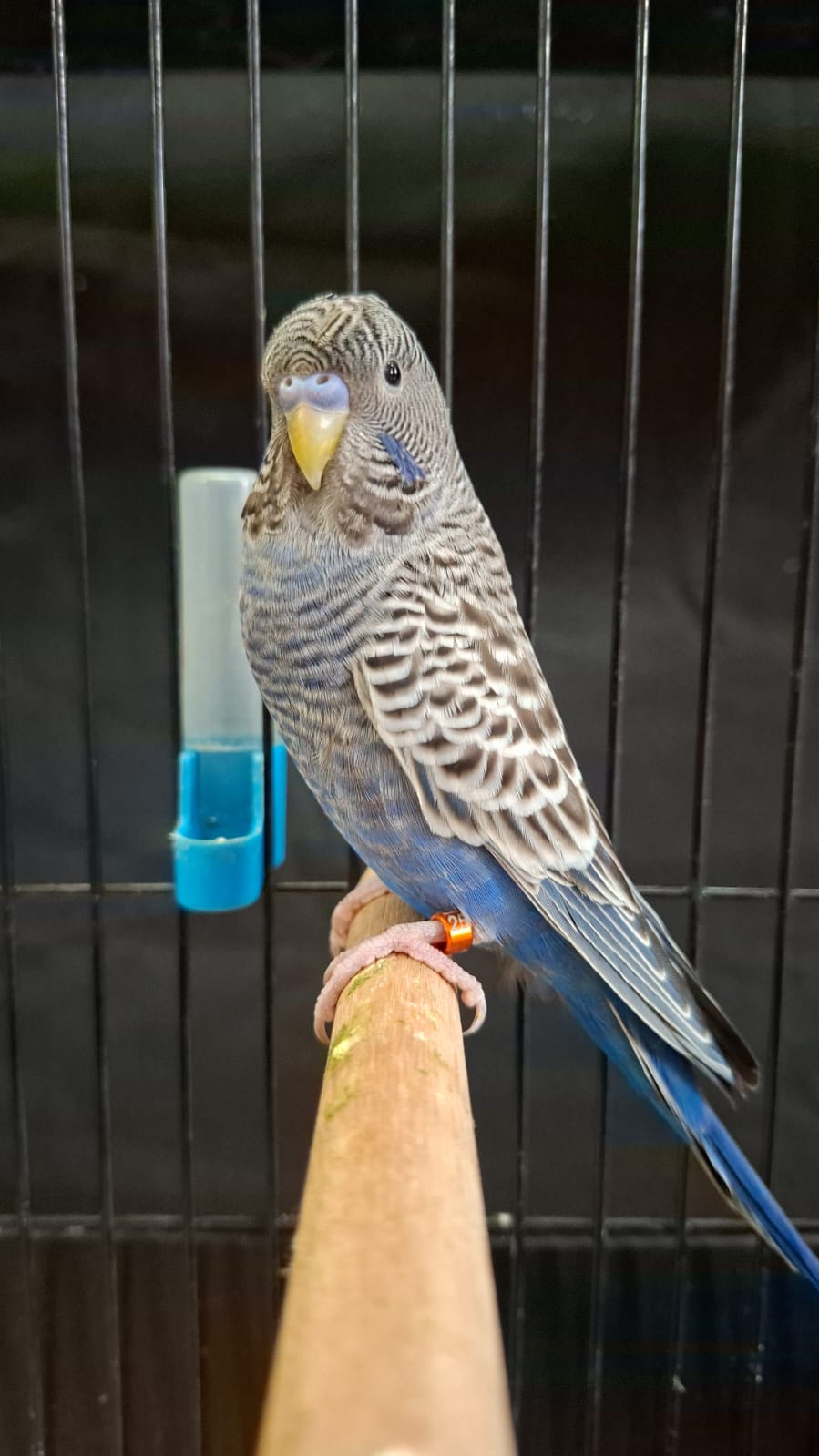 de Jaager Vennootskap Best Budgerigar of Colour on Show
