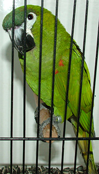 One of the parrots on display