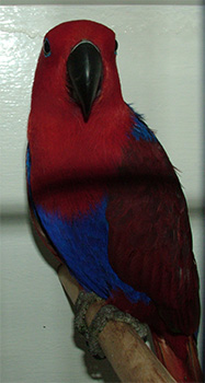 One of the colourful birds on show
