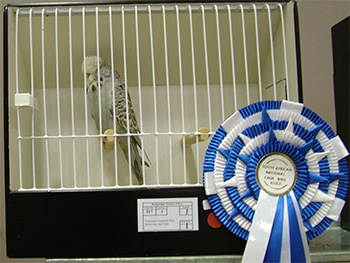 Best Bird on Show - Deon Davie