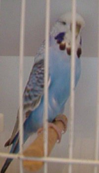 CC Opaline Cinnamon Blue - Larkwood Aviaries