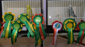 Best Bird and Best Opposite Sex on Show - Molkentin Stud