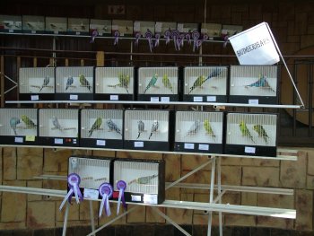 Birds on display in the Show Budgie area.