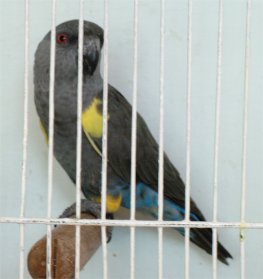 One of the many South AFrican parrots on the show.