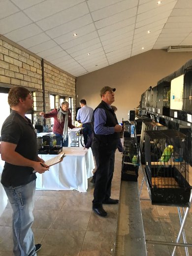 Pierre Swart judging with Senior Steward Rynier Burger with Johan van der Merwe and his Senior Steward Enul Warrington in the background at the SA National Championship Show 2017