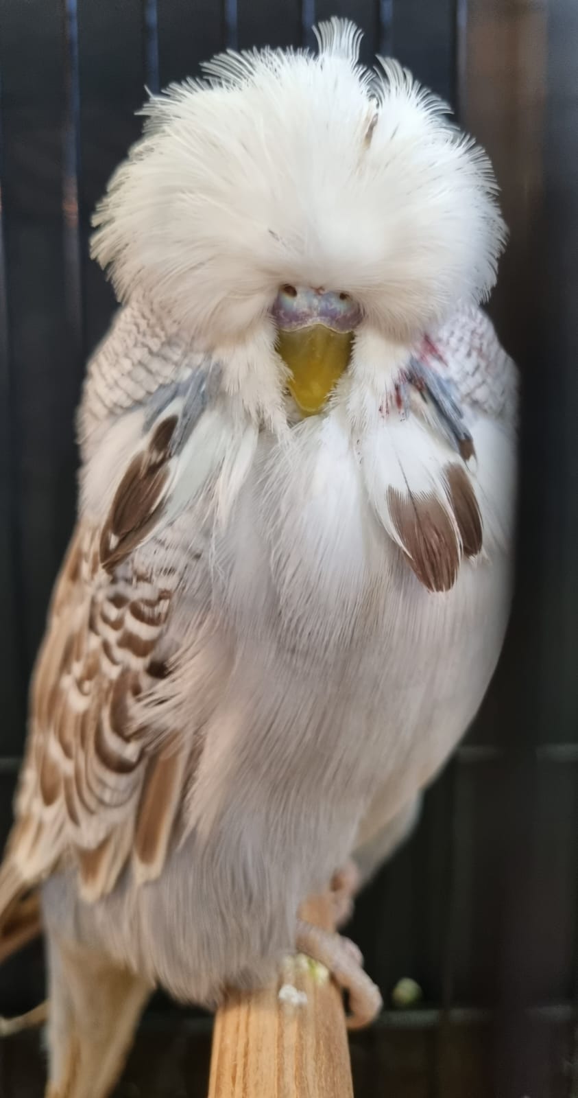 Molkentin Stud Best Bird on Show, Best Any Age on Show, Best Champion on Show and Best Cinnamon Grey on Show.