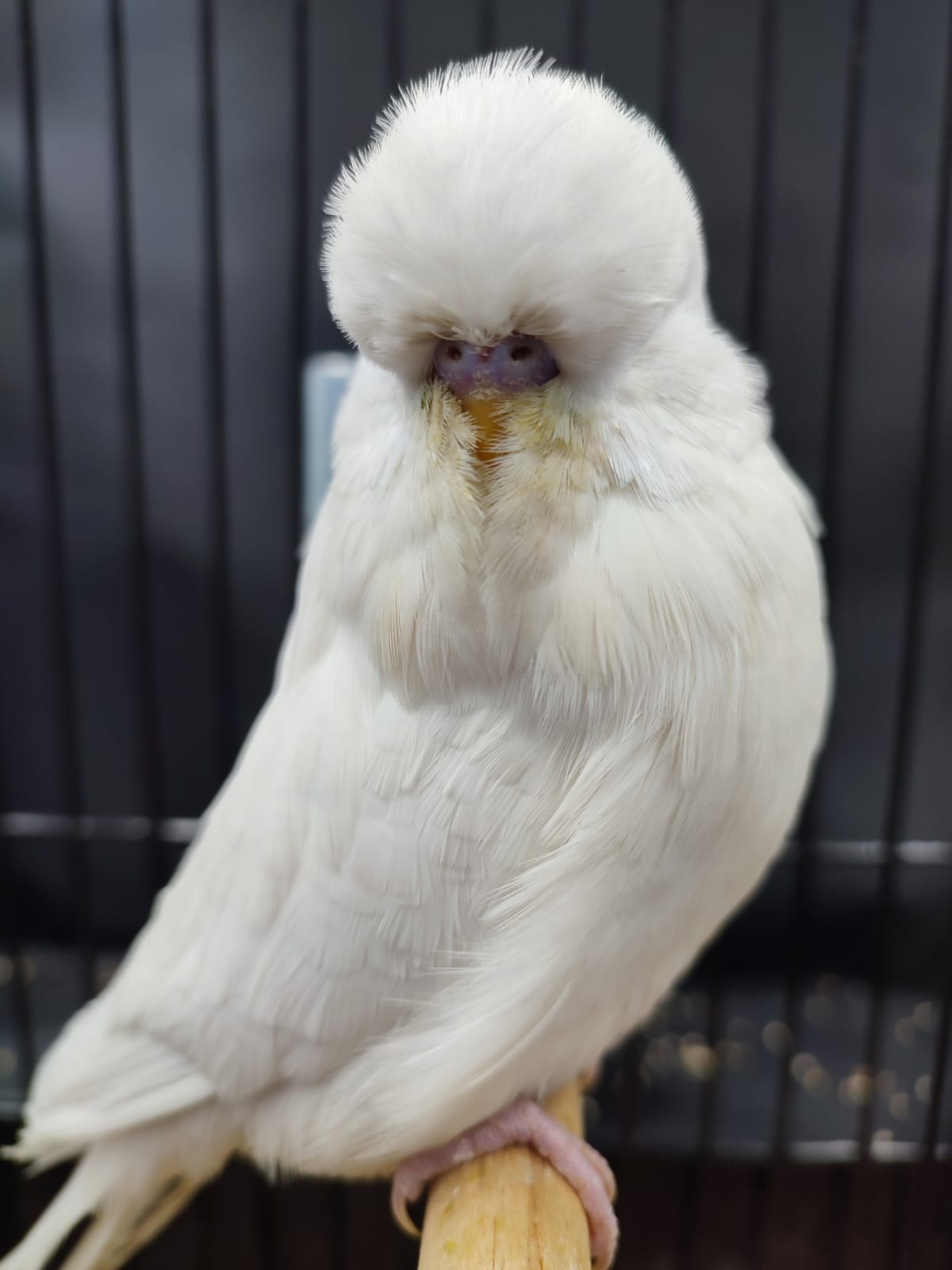 van der Heever Stud CC Best Albino on Show