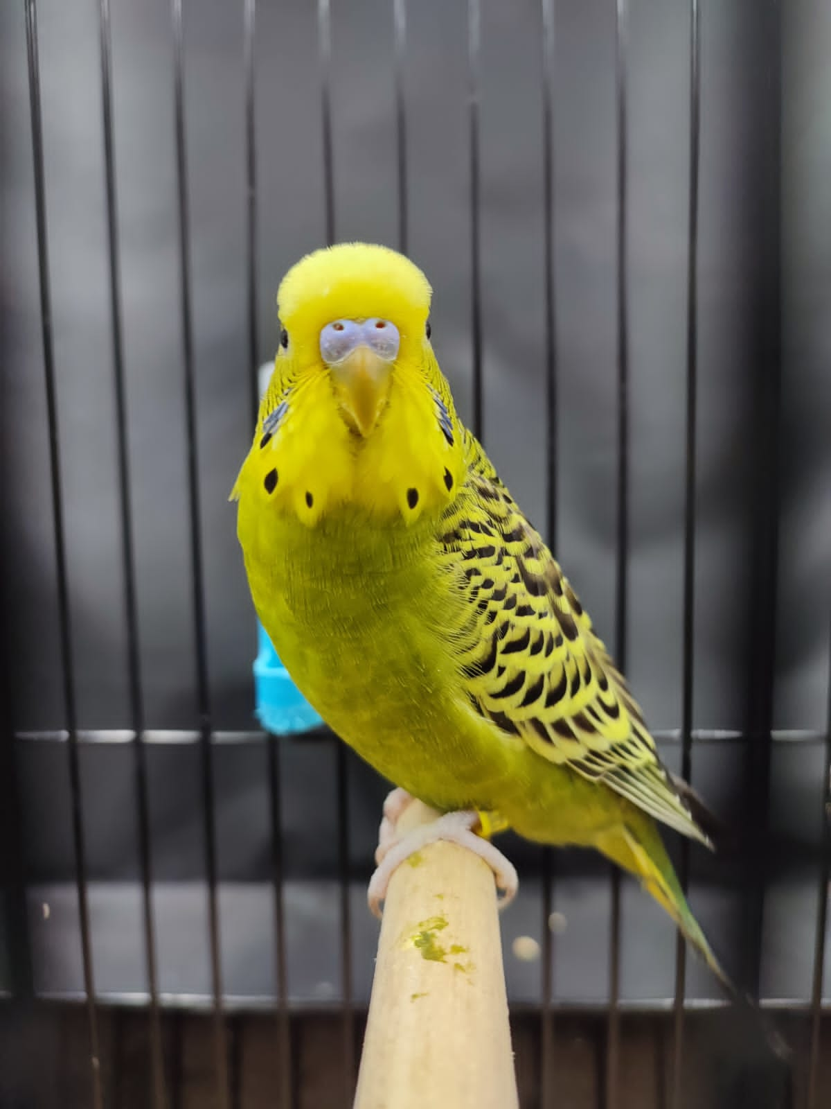 de Jagger Vennootskap Best Budgerigar of Colour on Show