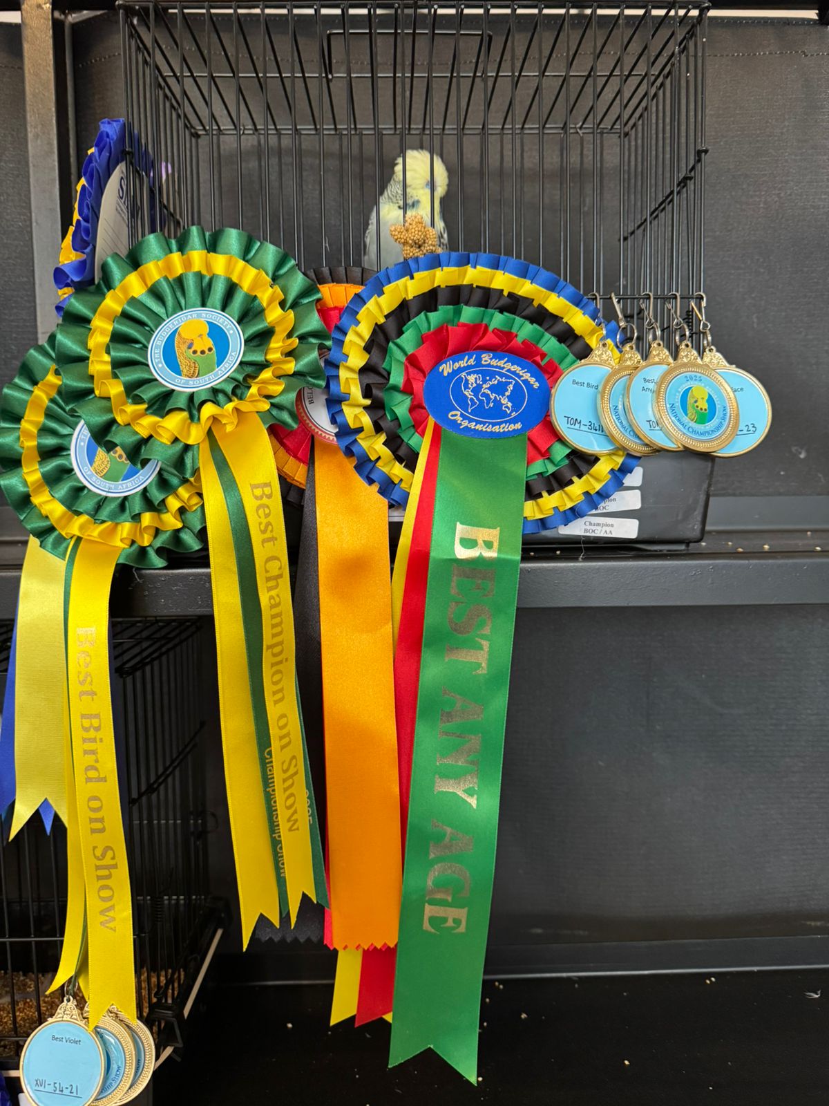 Tommie Roodt Best Bird on Show