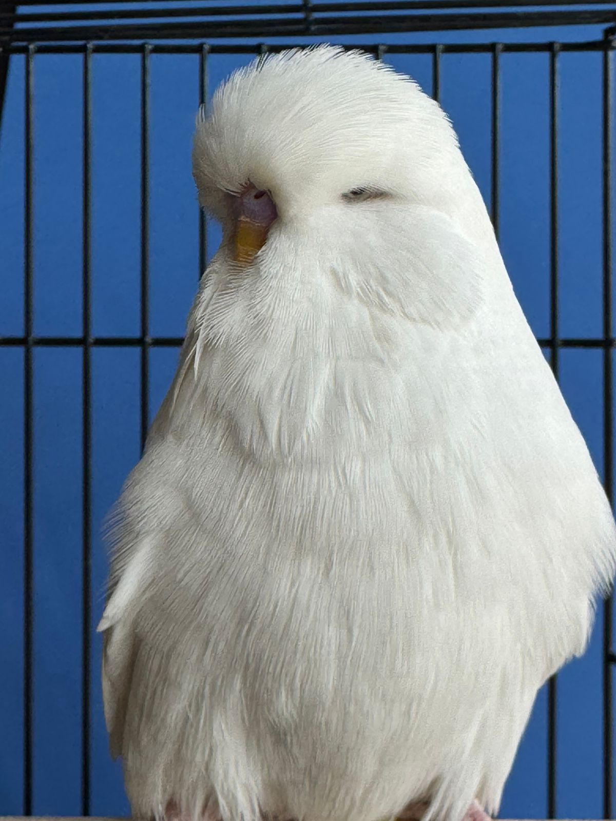 Christo Thompson CC Best Albino on Show