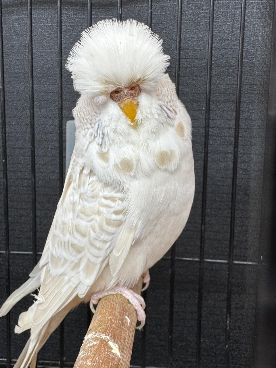 Foeta Louwrens CC Best Lacewing on Show