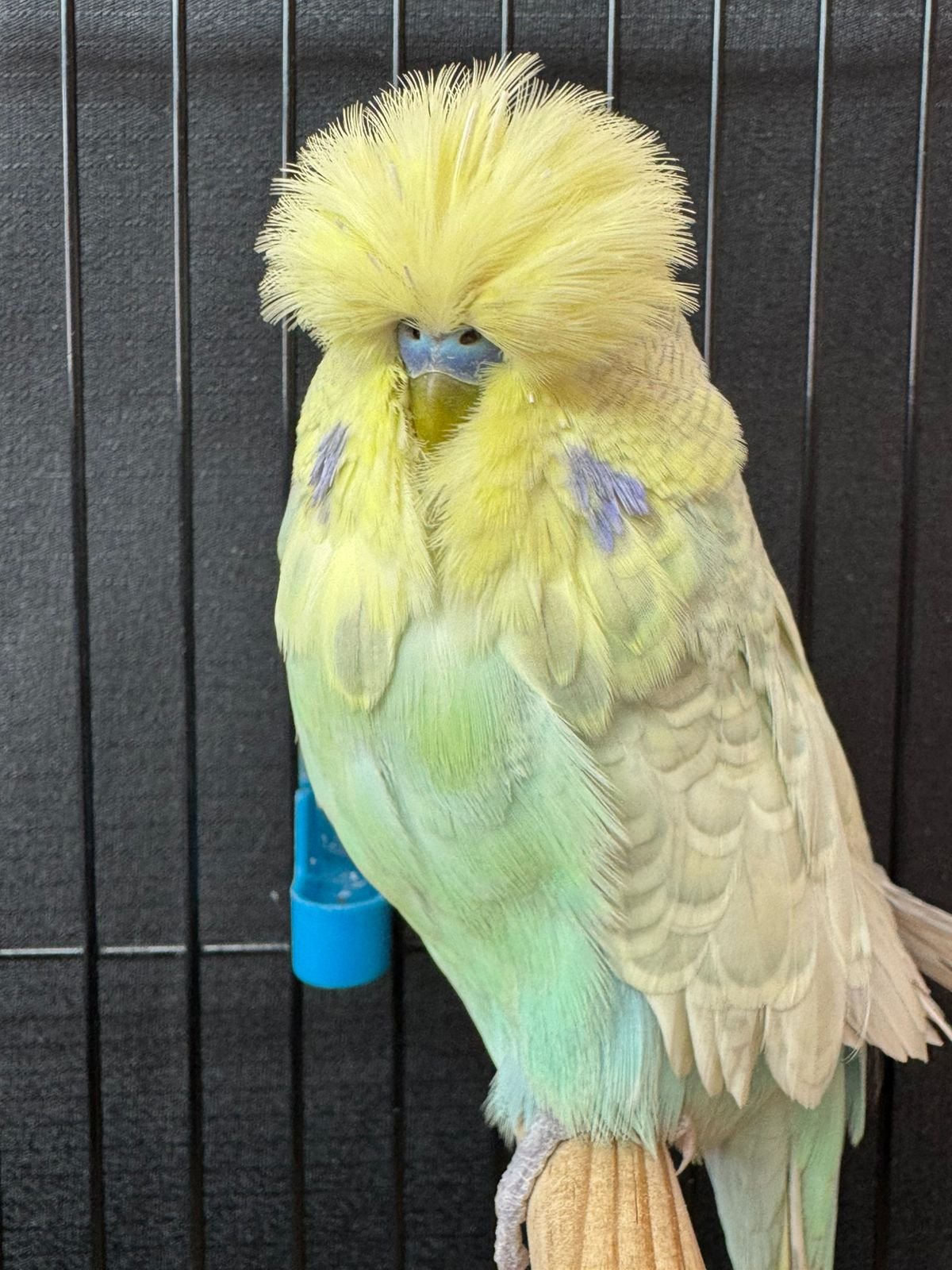 van Rooy Aviaries CC Best Yellow & White Suffused on Show