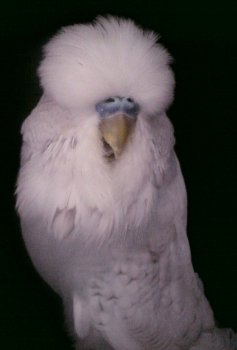 Best Bird on Show and Best Young Bird - Pierre & Maja