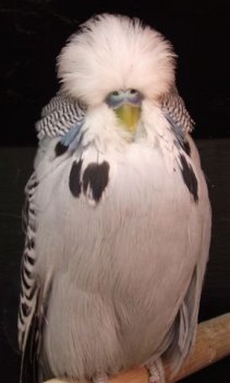 Best Bird and Best Young Bird on Show - Pierre & Maja