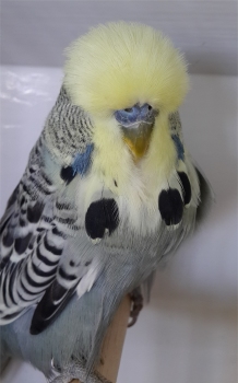 CC Yellowface - Molkentin Stud