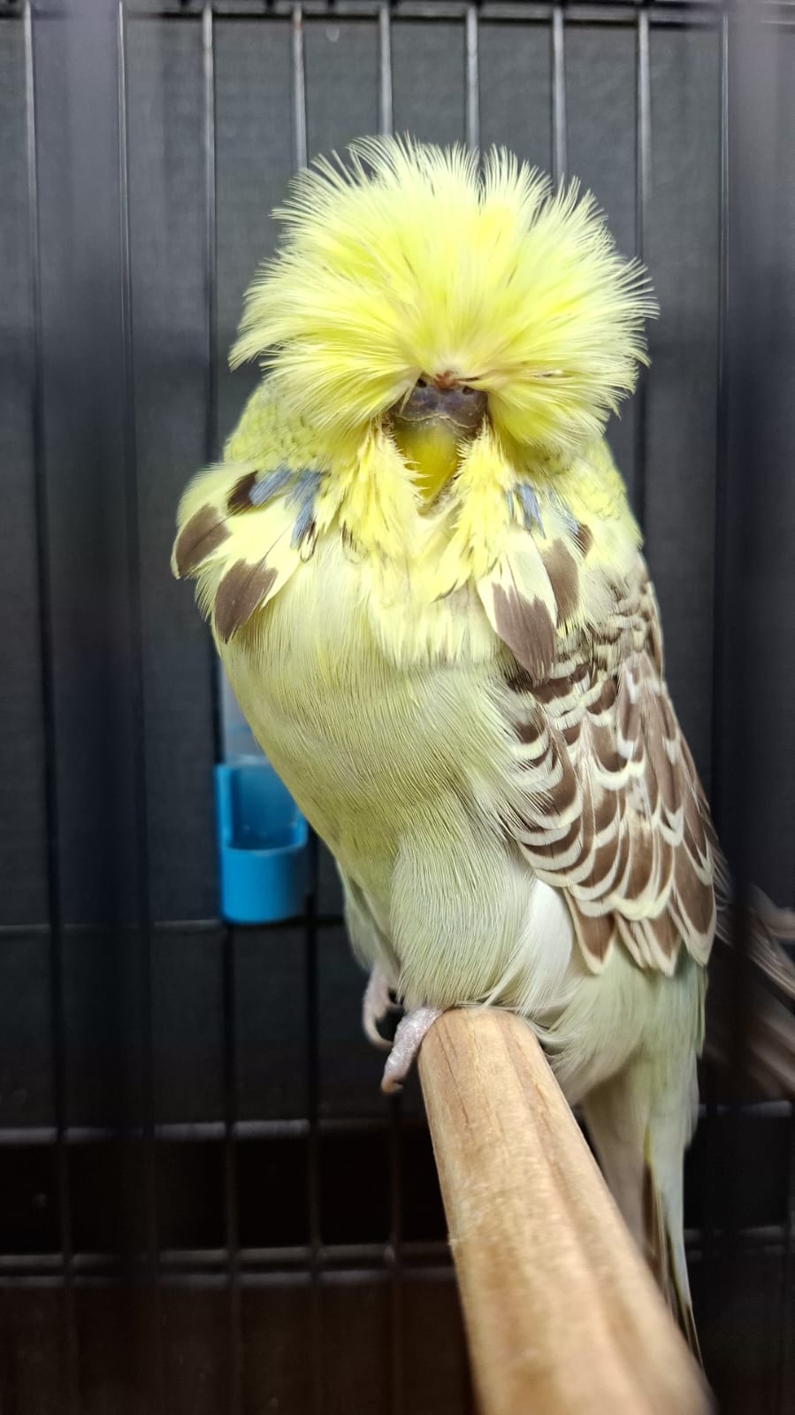 Young Blood Aviaries Runner-up to Best Bird, Best Any Age on Show, Best Intermediate on Show, Best Intermediate Any Age and Challenge Certificate Yellowface