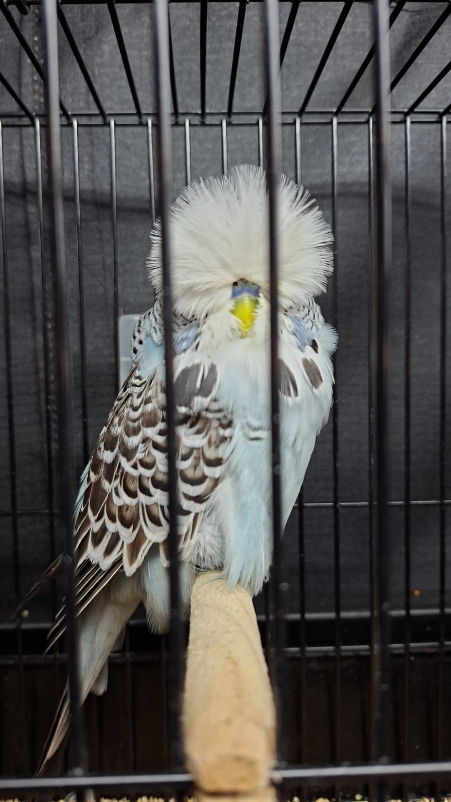 van Deventer Stud & Roos Best Young Bird on Show and Challenge Certificate Grey