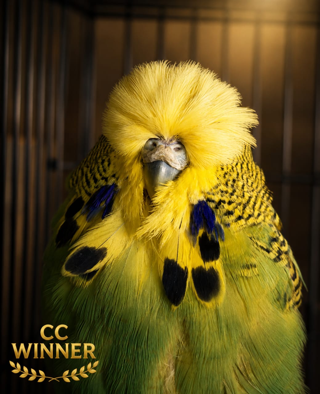 van Deventer Stud & Roos Colour of the Year on Show and Champion Colour of the Year